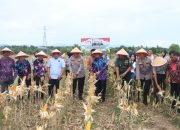 Panen Jagung di Bantar Panjang Buktikan Program Ketahanan Pangan Berjalan