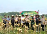 Polsek Tigaraksa Panen Jagung Hibrida Program 1 Desa 2 Hektar Kuartal II di Desa Matagara  Tigaraksa,