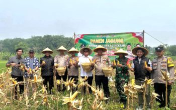 Polsek Tigaraksa Panen Jagung Hibrida Program 1 Desa 2 Hektar Kuartal II di Desa Matagara  Tigaraksa,