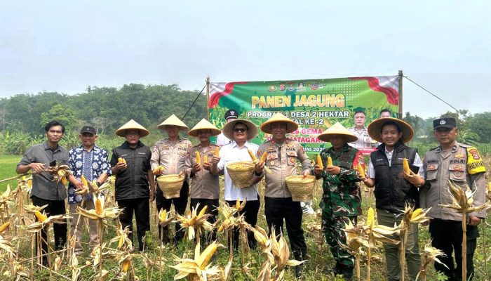 Polsek Tigaraksa Panen Jagung Hibrida Program 1 Desa 2 Hektar Kuartal II di Desa Matagara  Tigaraksa,